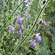 antirrhinum nuttallianum
